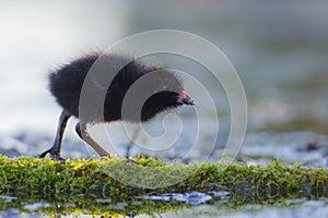 Spotted Crake - Porzana porzana - chick