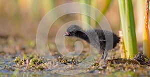 Spotted Crake - Porzana porzana - chick