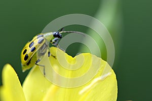 Spotted Cucumber Beetle