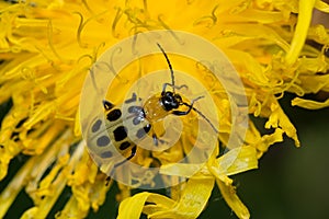 Spotted Cucumber Beetle - Diabrotica undecimpunctata