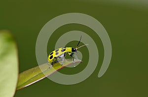 Spotted Cucumber Beetle (Diabrotica undecimpunctata) on the tip of a leaf. photo