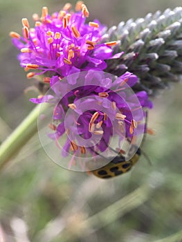 Spotted Cucumber Beetle Pollinating Purple Prairie Clover
