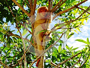 Spotted cuscus