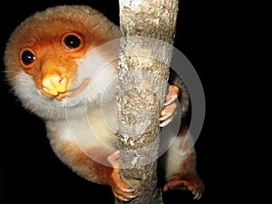 Spotted Cuscus from Papua New Guinea