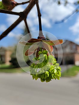 Baby Flower Blooming Upside Down in Spring