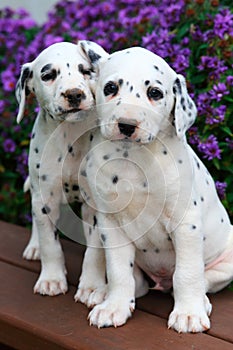 Spotted Dalmatian puppies sitting on bench in front of colorful summer flowers