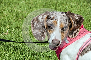 Spotted Dapple Dachshund Dog on Leash in Park