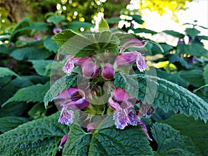 The spotted dead-nettle Lamium maculatum blooming in spring