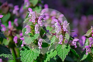 Spotted dead-nettle Lamium maculatum plant in spring