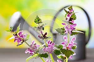 Spotted deadnettle and watering can