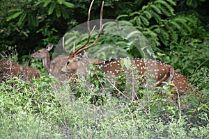 Beautiful wild Spotted Dear Pack grazing in Forest
