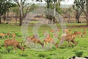 Spotted deer