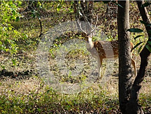 Spotted Deer