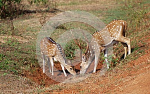 Spotted deer