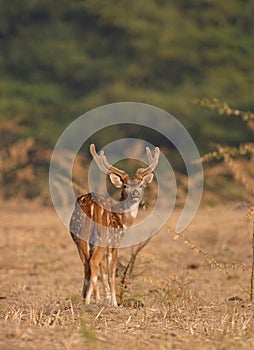 Spotted deer