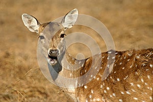 Spotted deer