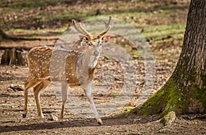 A Spotted Deer