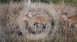 Spotted deer