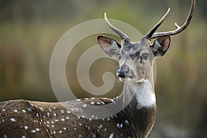 Spotted Deer