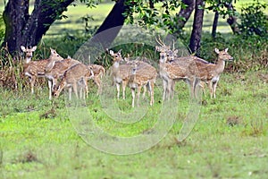 Spotted deer