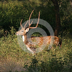 Spotted deer