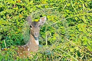 Spotted deer