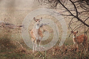 Spotted deer