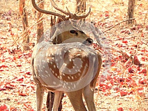Spotted deer