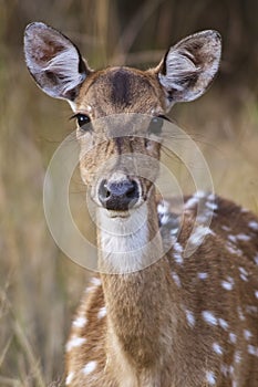 Spotted deer