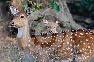 Spotted Deer Axis axis