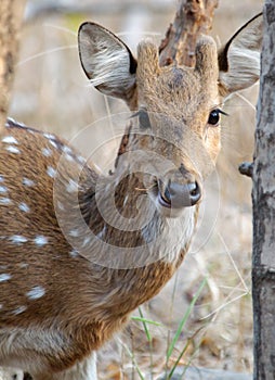 Spotted deer Axis axis