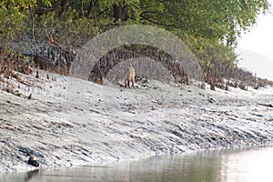 Spotted deer Axis axis in a mangrove forest in Sundarbans, Banglade