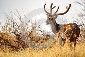 Spotted deer or Axis in national park Ranthambore