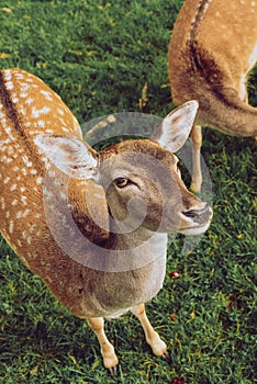 The spotted deer baby looking at a camera on green grass in a park