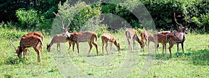 Spotted deer in bandipur national park photo