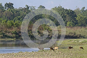 Spotted deer in Bardia, Nepal