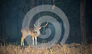 Tečkovaná jelen v centrální indický les 