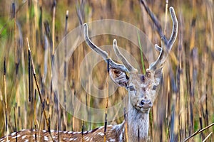 Spotted Deer, Cheetal, Royal Bardia National Park, Nepal