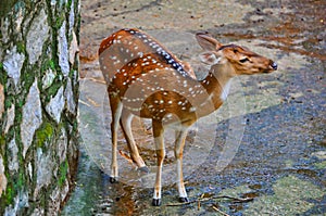 Spotted deer (chital)