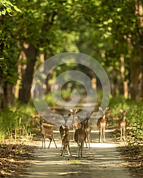 Spotted deer or chital or axis deer family head on in herd or group blocking road or track at chuka ecotourism safari or pilibhit