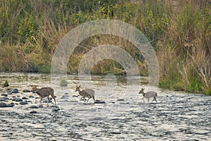 Spotted deer or chital or axis deer family herd or group crossing from fast flowing river water in line or pattern during safari