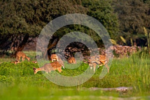 Spotted deer or chital or axis deer herd or family in wild natural green scenic background in monsoon season outdoor wildlife