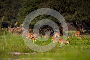 Spotted deer or chital or axis deer herd or family in wild natural green scenic background in monsoon season outdoor wildlife