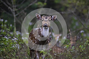 spotted deer or chital or axis deer standing in a forest