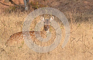 Spotted Deer/ Chital / Cheetal (Axis axis) female in a grassland at Ranthambhore