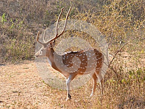 Spotted Deer/ Chital / Cheetal (Axis axis) Male