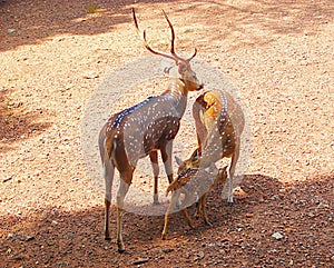 A Spotted Deer/Chital/Cheetal Family