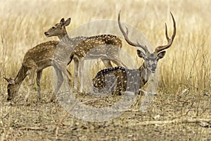 Spotted Deer Chital Deer with Antlers	 Family with Male Sitting and Female Standing on a grassland in Morning Golden Light