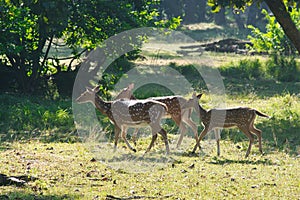 Spotted Deer or Chital in a national park in India