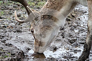 Spotted deer drinks from a puddle of water
